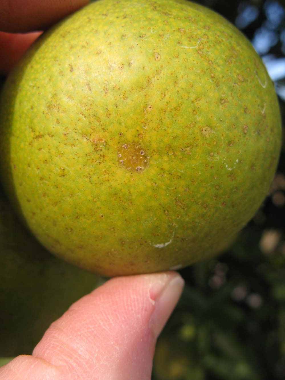            Fruit (Winter Haven, FL)   